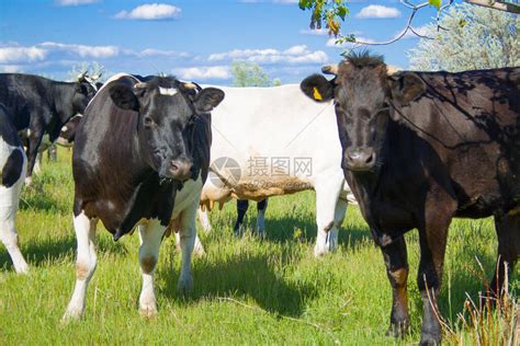 两头奶牛在草原上吃草高清图片下载-正版图片504284126-摄图网