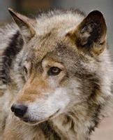 西伯利亚平原狼介绍（西伯利亚的狼） | 说明书网