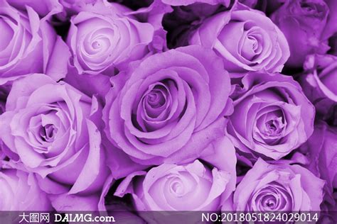 好看的紫玫瑰花图片,一朵紫玫瑰花图片,紫玫瑰花语图片大全_大山谷图库