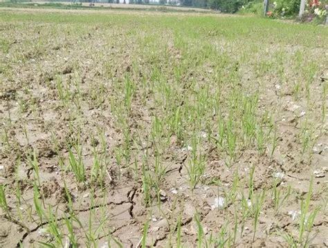 超高产旱稻,超耐旱旱稻品种,超级旱稻3_大山谷图库