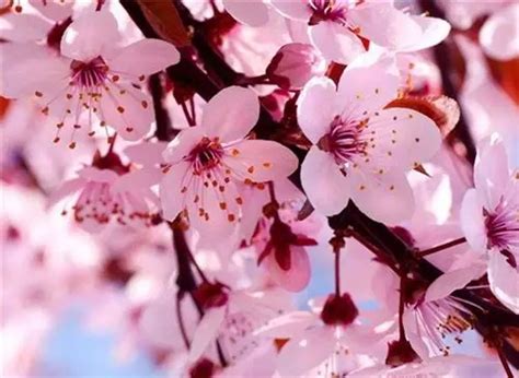 樱花什么时候开花，每年的4月开花（花期15天左右） —【发财农业网】