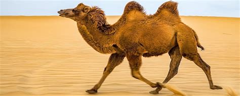 当今仅存的野骆驼在中国的什么地方-百度经验