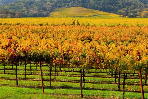 下澳大利亚葡萄园里的红葡萄酒酿成的葡萄高清摄影大图-千库网