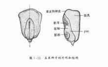 玉米种子结构图图片