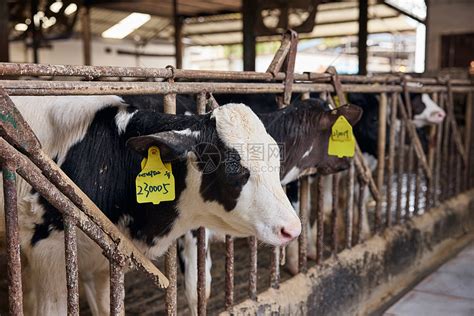 东辛三大奶牛养殖场对标管理促提升