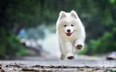 梦见很多白色的小狗狗 - 可爱白色小狗狗的名字 - 香橙宝宝起名网