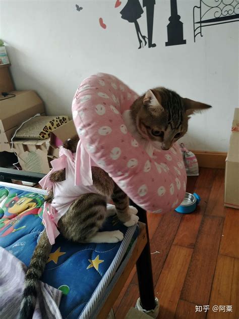 女生在宿舍养猫，见猫咪下床笑翻了，解说：来一圈托马斯转体|猫|宿舍|猫咪_新浪新闻