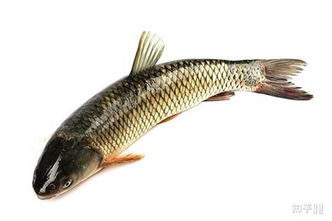 青鱼 青鱼是一种颜色青的鱼，主要分布于我国长江以南的平原地区，长江以北较稀少；它是长江中、下游和沿江湖泊里的重要渔业资源和各湖泊、池塘中的主要 ...