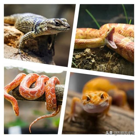 可以当宠物的蛇有几种（盘点无毒宠物蛇种类大全） - 胖萌舍宠物网