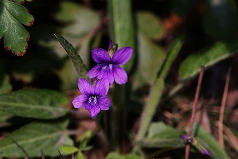 紫花地丁-常见园林植物-图片