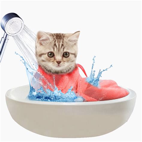 猫咪洗澡图片_猫咪洗澡图片下载_正版高清图片库-Veer图库