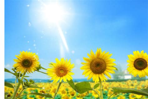 向日葵为什么会随着太阳转动 向日葵会随着太阳转动作文_华夏智能网