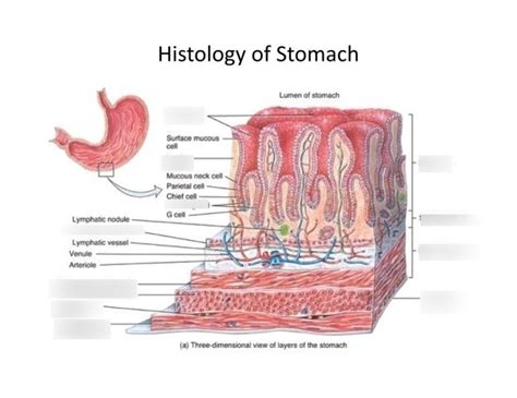 Structure and function stomach anatomy system Vector Image