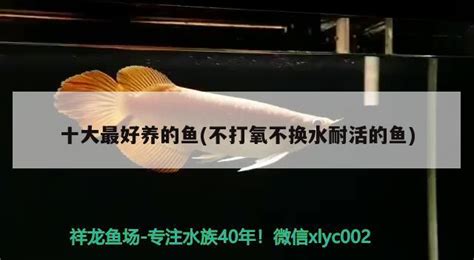 中国六大最贵的食用鱼 长江刀鱼价格过万抗浪鱼濒临灭绝--趣奇闻