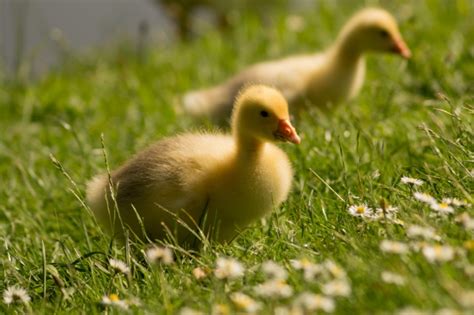 小鸭子,草,毛绒绒,绿色,可爱的,春天,黄色,正下方视角,天空,概念摄影素材,汇图网www.huitu.com