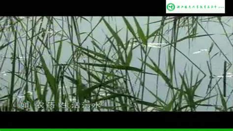 “守护绿色家园”之湿地的作用_腾讯视频