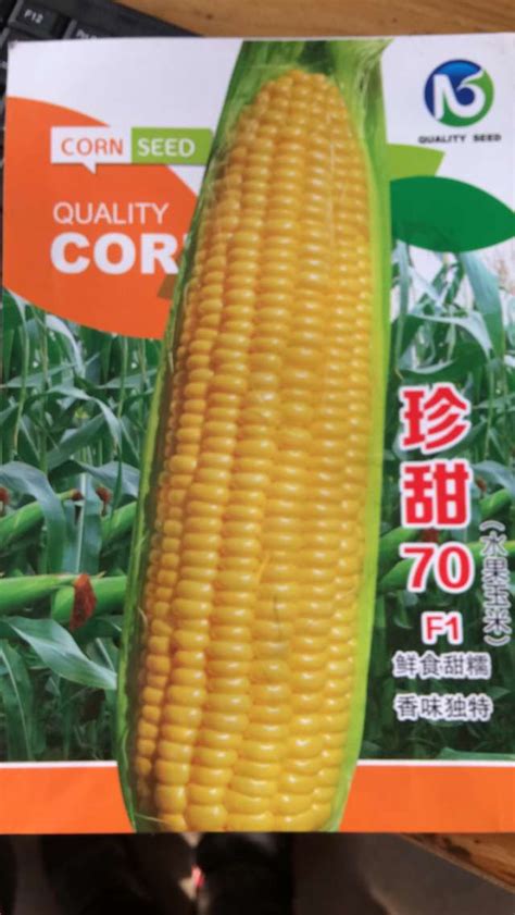 水果玉米种子-高产小麦种子-黑糯玉米种子批发-油葵种子价格-保定市金穗农业科技有限公司