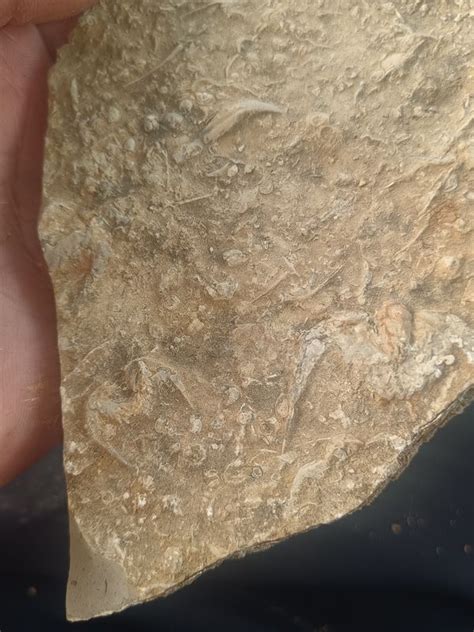 燕子石最贵,燕子石化石,最贵的燕子石图片_大山谷图库