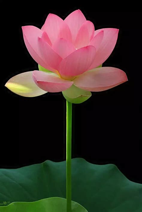 湘之莲，清如水 一起来赏莲的“美颜盛世” - 视点头条 - 湖南日报网 - 华声在线