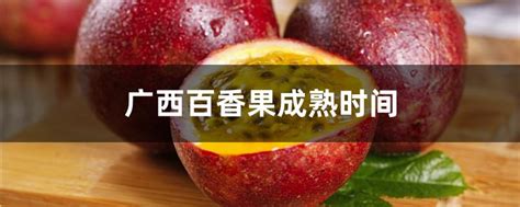 钦蜜9号黄金百香果品种来源_宾农网