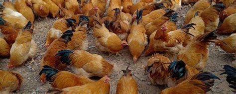 鸡不肯吃食怎么办，是什么原因导致的-农百科