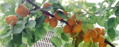 杏树为什么会大量落果？-种植技术-中国花木网