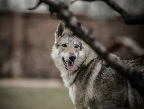 像狗一样，狼也能识别熟悉的人类声音 - 神秘的地球 科学|自然|地理|探索