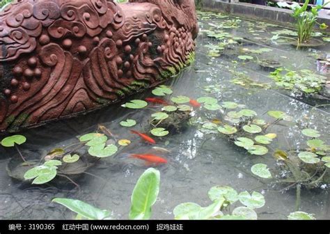 文殊院放生池里的金鱼高清图片下载_红动中国