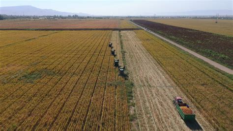 伊宁县6.5万亩制种玉米开镰收割 -天山网 - 新疆新闻门户