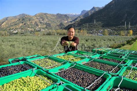 甘肃陇南：橄榄果“开榨”助农脱贫-人民图片网