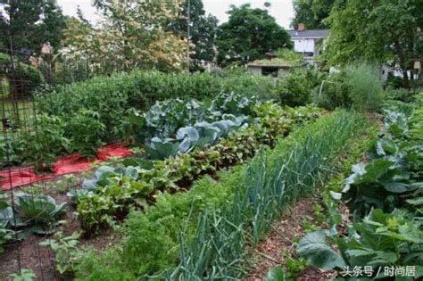 我爱种菜，家里花园变菜园