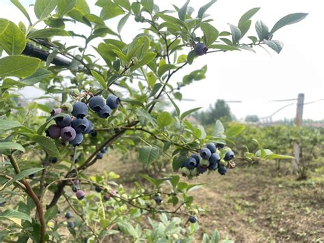 重庆蓝莓采摘基地排名2022_旅泊网