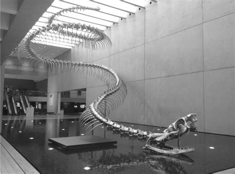最大蟒蛇吉尼斯纪录(8米长！印尼再现"纪录级"网纹蟒：世界上最大的蛇有多大？) | 说明书网