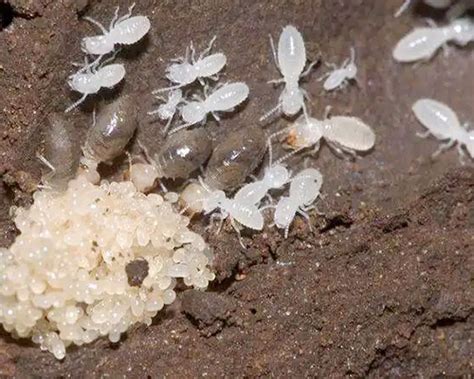 如何选择靠谱的灭白蚁公司？-中山市永盛有害生物防治有限公司