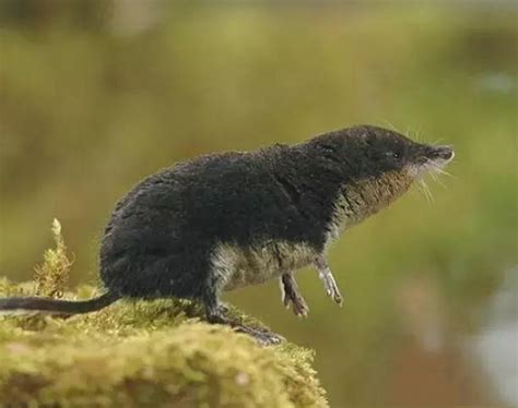 这种“水老鼠”不能打，水鼩鼱是国家“稀有”级保护动物