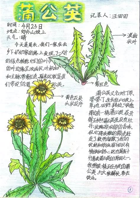 植物观察笔记 - 张培华 | 豆瓣阅读