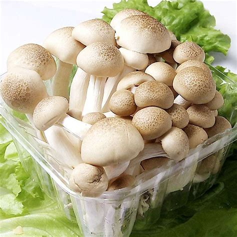 平菇、杏鲍菇、滑子菇…蘑菇这样吃才对味 - 四川省医药保化品质量管理协会