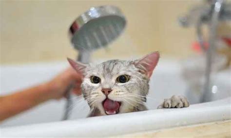 猫咪洗澡可以用人的沐浴露吗，猫洗澡可以用人的沐浴露吗？