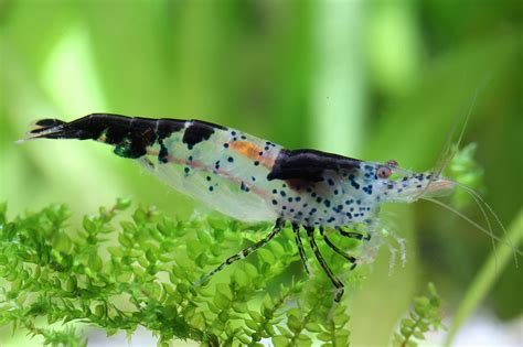 Green Rili shrimp - Neocaridina davidi | Neocaridina species | Dwarf ...