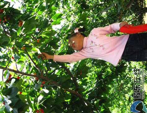 贵州思南：玛瑙红樱桃新鲜上市 早春第一果受热捧 - 当代先锋网 - 要闻