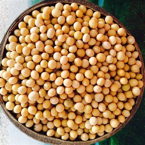 安徽大豆直批农家安徽黄豆 豆腐豆制品专用原料 安徽黄豆-阿里巴巴