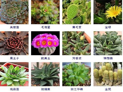 多肉植物图片及名称 - 花百科