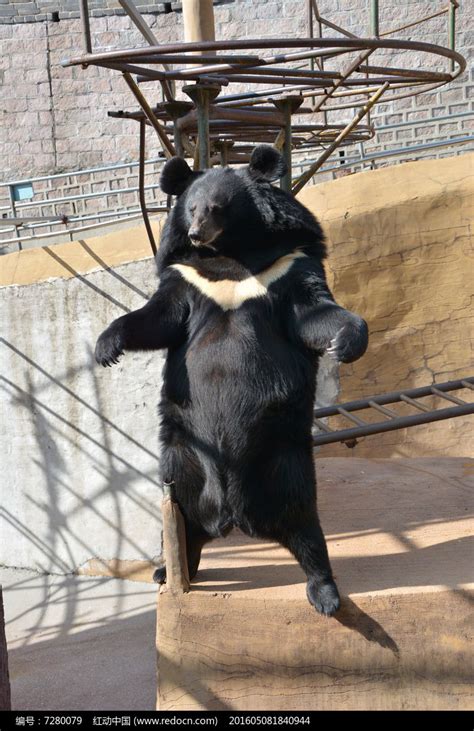 站立的大黑熊高清图片下载_红动中国