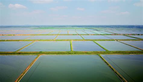 东辛水产业成为农场三大产业支柱之一