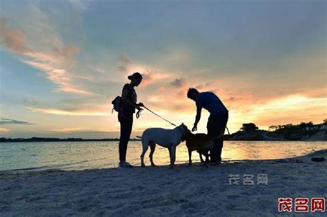 情侣遛狗图片 情侣头像遛狗_配图网