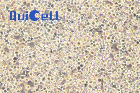 DC2.4小鼠树突状细胞--性能参数，报价/价格，图片--中国生物器材网
