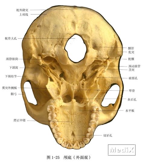 一比一医学仿真骷髅 人头骨模型 头颅骨解剖标本 数字编码标识-阿里巴巴