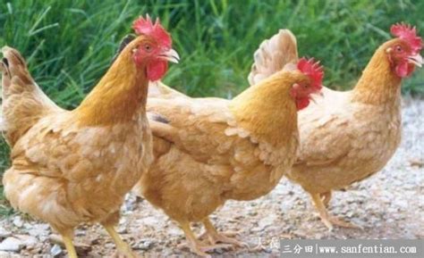 三黄鸡和麻鸡这是两种不同的鸡肉类型。_东方养生频道_东方养生