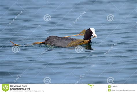 Eurasian Coot Duck (fulica Atra) Holding a Branch Stock Photo - Image ...