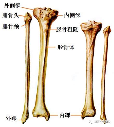 股骨解剖图图片